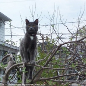 Photo de Chartreux