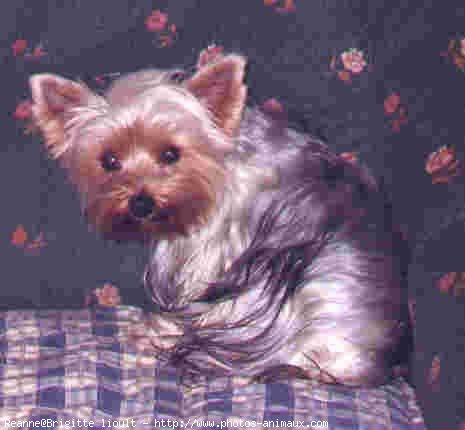 Photo de Yorkshire terrier