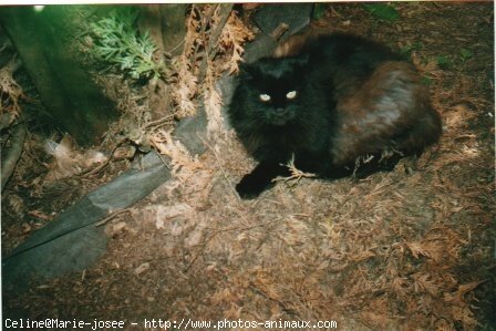 Photo de Chat domestique