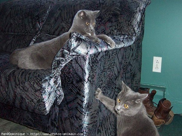 Photo de Chartreux