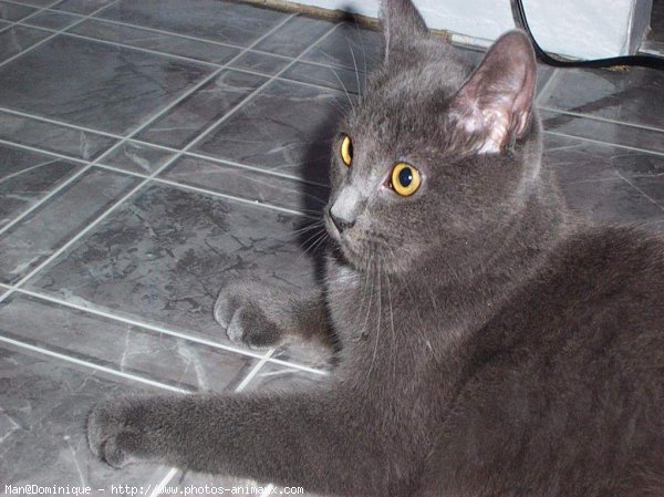 Photo de Chartreux