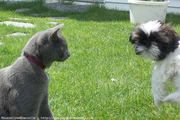 Photo de Chartreux