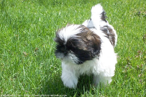 Photo de Shih tzu