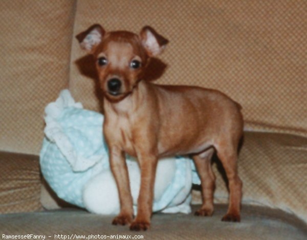 Photo de Pinscher nain