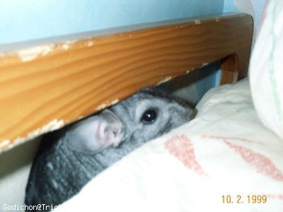 Photo de Chinchilla