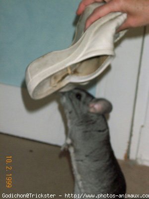 Photo de Chinchilla