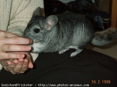 Photo de Chinchilla