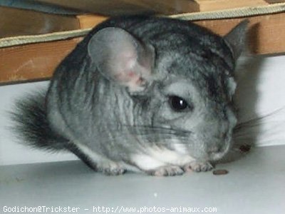 Photo de Chinchilla