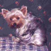 Photo de Yorkshire terrier