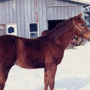 Photo de Quarter horse