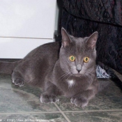 Photo de Chartreux