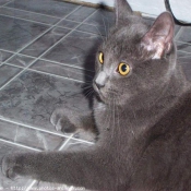 Photo de Chartreux