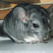 Photo de Chinchilla