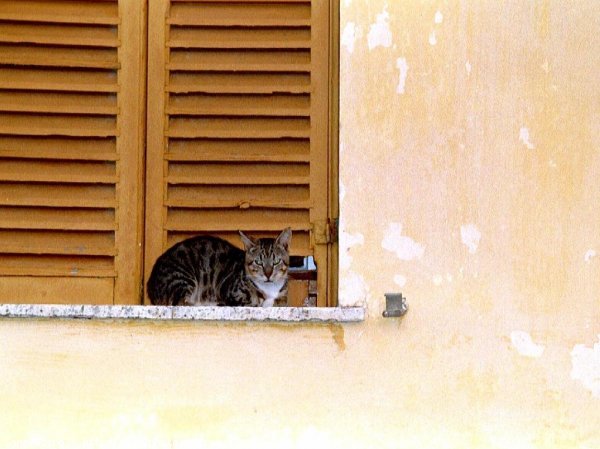 Photo de Chat domestique