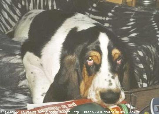 Photo de Basset hound