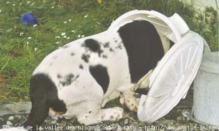 Photo de Basset hound