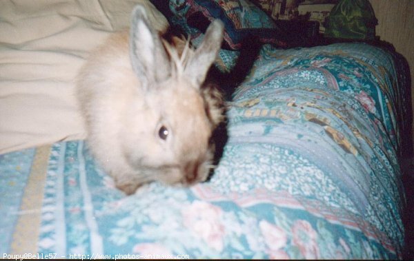 Photo de Lapin