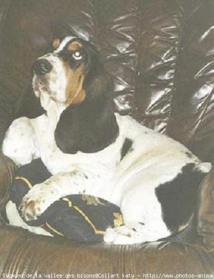 Photo de Basset hound