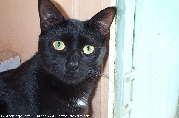 Photo de Chat domestique