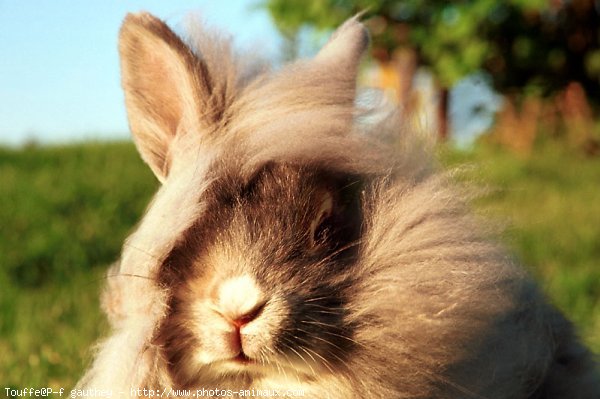 Photo de Lapin