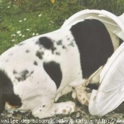 Photo de Basset hound