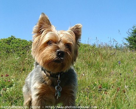 Photo de Yorkshire terrier