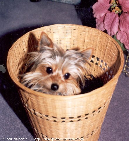 Photo de Yorkshire terrier