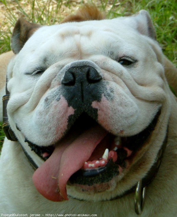 Photo de Bulldog