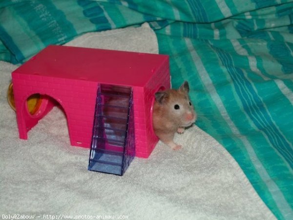 Photo de Hamster