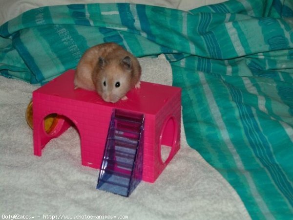 Photo de Hamster