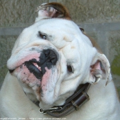 Photo de Bulldog