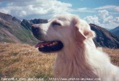 Photo de Golden retriever