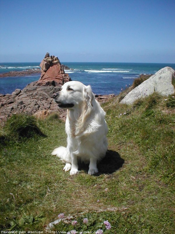 Photo de Golden retriever