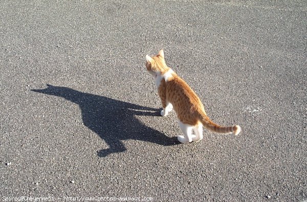 Photo de Chat domestique