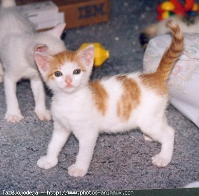 Photo de Chat domestique