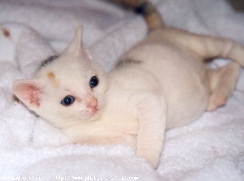 Photo de Chat domestique