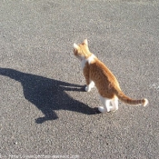 Photo de Chat domestique