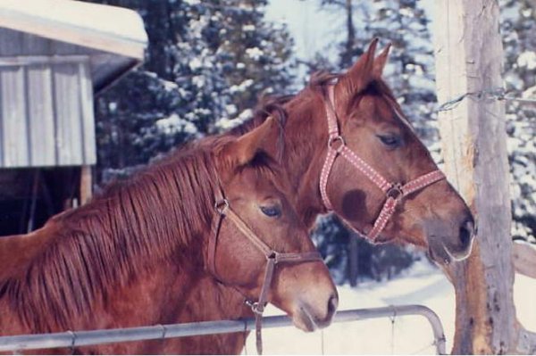 Photo de Quarter horse