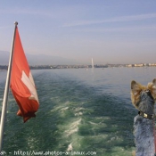 Photo de Yorkshire terrier