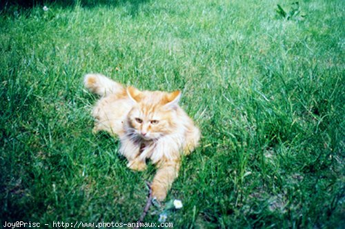 Photo de Chat domestique