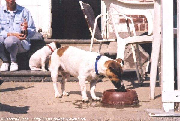 Photo de Jack russell terrier