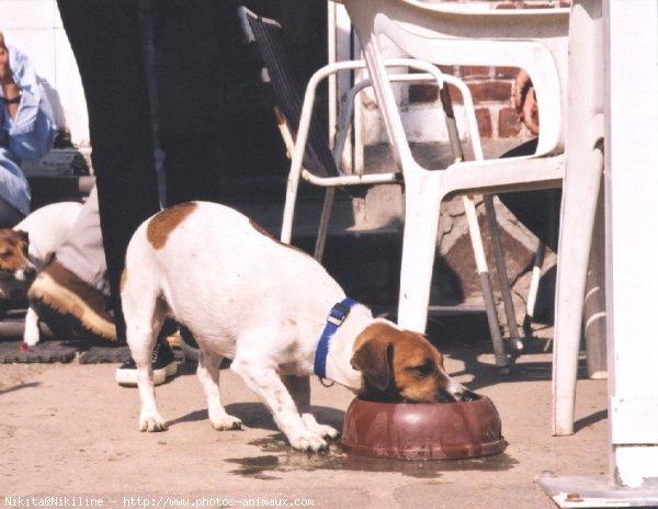 Photo de Jack russell terrier