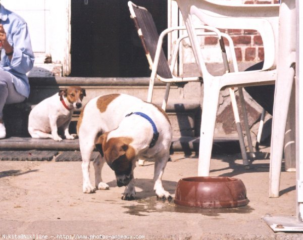 Photo de Jack russell terrier