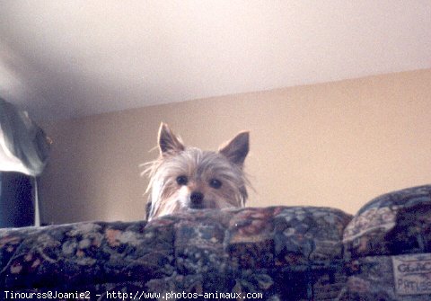 Photo de Yorkshire terrier