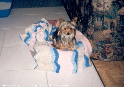 Photo de Yorkshire terrier