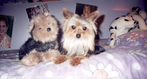 Photo de Yorkshire terrier