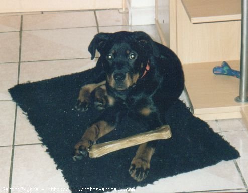 Photo de Rottweiler