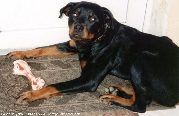 Photo de Rottweiler