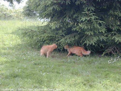 Photo de Chat domestique