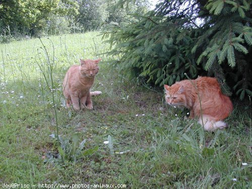 Photo de Chat domestique